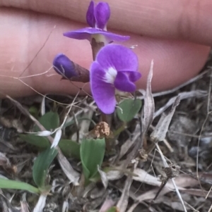 Glycine clandestina at Bungendore, NSW - 18 Mar 2017