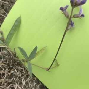 Glycine clandestina at Bungendore, NSW - 18 Mar 2017