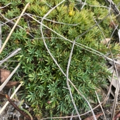 Astroloma humifusum (Cranberry Heath) at QPRC LGA - 18 Mar 2017 by yellowboxwoodland