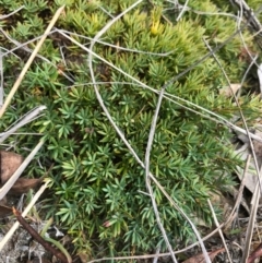 Styphelia humifusum (Cranberry Heath) at Bungendore, NSW - 18 Mar 2017 by yellowboxwoodland