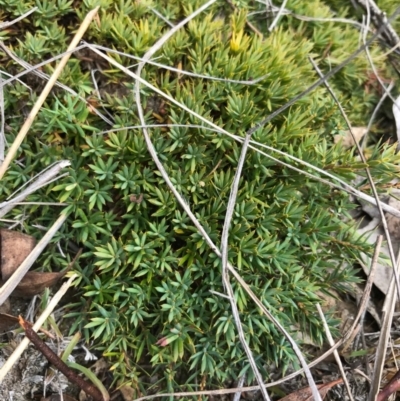 Astroloma humifusum (Cranberry Heath) at QPRC LGA - 18 Mar 2017 by yellowboxwoodland