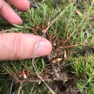 Styphelia humifusum at Bungendore, NSW - 18 Mar 2017