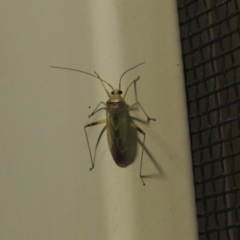 Miridae (family) (Unidentified plant bug) at Pollinator-friendly garden Conder - 17 Feb 2017 by michaelb