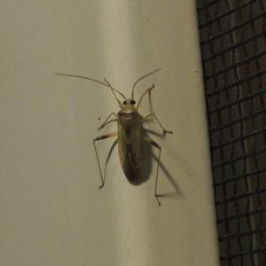 Miridae (family) at Conder, ACT - 17 Feb 2017 10:46 PM