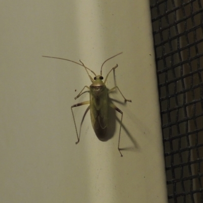 Miridae (family) (Unidentified plant bug) at Conder, ACT - 17 Feb 2017 by michaelb