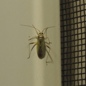 Miridae (family) at Conder, ACT - 17 Feb 2017 10:46 PM