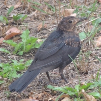 Turdus merula (Eurasian Blackbird) at Pollinator-friendly garden Conder - 15 Mar 2017 by michaelb