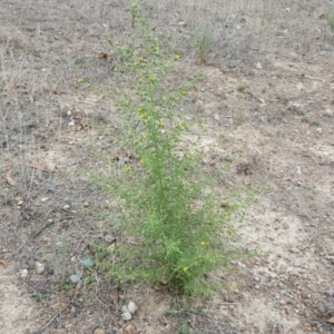 Dittrichia graveolens at O'Malley, ACT - 19 Mar 2017 10:20 AM