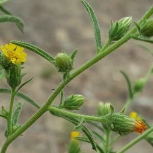 Dittrichia graveolens at O'Malley, ACT - 19 Mar 2017 10:20 AM