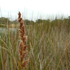 Machaerina rubiginosa (Soft Twig-rush) at Garran, ACT - 19 Mar 2017 by Mike