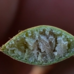 Machaerina rubiginosa at Garran, ACT - 19 Mar 2017