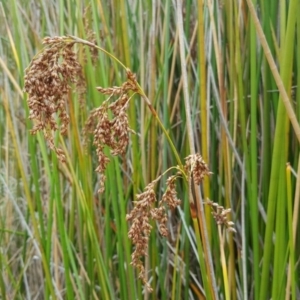 Machaerina articulata at O'Malley, ACT - 19 Mar 2017 11:08 AM