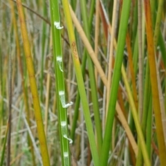 Machaerina articulata at O'Malley, ACT - 19 Mar 2017 11:08 AM