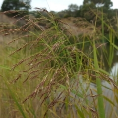 Phragmites australis (Common Reed) at Mount Mugga Mugga - 19 Mar 2017 by Mike