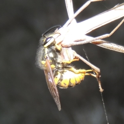 Vespula germanica (European wasp) at Point Hut Pond - 18 Mar 2017 by MichaelBedingfield