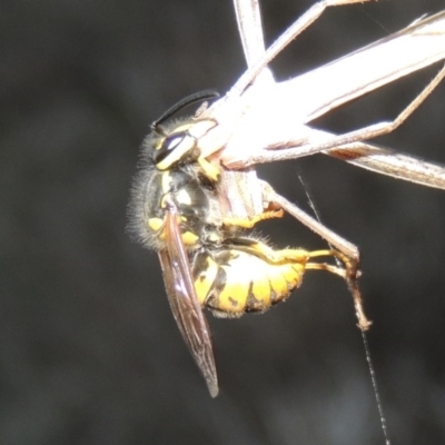 Vespula germanica (European wasp) at Gordon, ACT - 18 Mar 2017 by michaelb