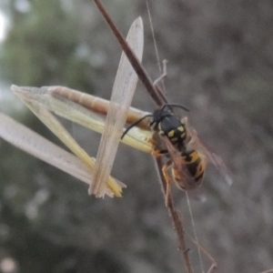 Vespula germanica at Gordon, ACT - 18 Mar 2017