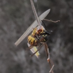 Vespula germanica at Gordon, ACT - 18 Mar 2017