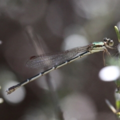 Austrolestes analis (Slender Ringtail) at Rendezvous Creek, ACT - 16 Feb 2017 by HarveyPerkins