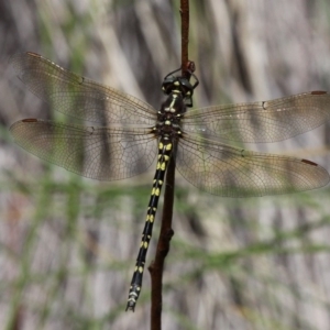 Synthemis eustalacta at Yaouk, NSW - 16 Feb 2017 01:49 PM