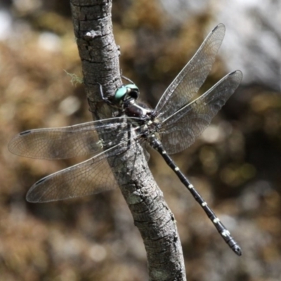 Eusynthemis guttata (Southern Tigertail) at Yaouk, NSW - 16 Feb 2017 by HarveyPerkins