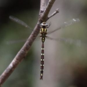 Austroaeschna pulchra at Yaouk, NSW - 16 Feb 2017