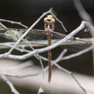 Telephlebia brevicauda at Yaouk, NSW - 16 Feb 2017