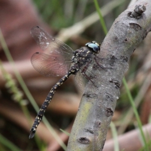 Austroaeschna multipunctata at Yaouk, NSW - 16 Feb 2017