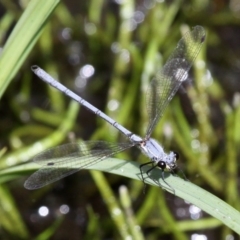 Griseargiolestes intermedius (Alpine Flatwing) at Yaouk, NSW - 16 Feb 2017 by HarveyPerkins