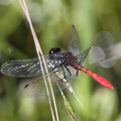 Nannophya dalei (Eastern Pygmyfly) at Yaouk, NSW - 16 Feb 2017 by HarveyPerkins