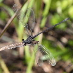 Austroargiolestes icteromelas (Common Flatwing) at Mount Clear, ACT - 16 Feb 2017 by HarveyPerkins