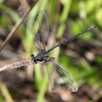 Austroargiolestes icteromelas (Common Flatwing) at Mount Clear, ACT - 16 Feb 2017 by HarveyPerkins