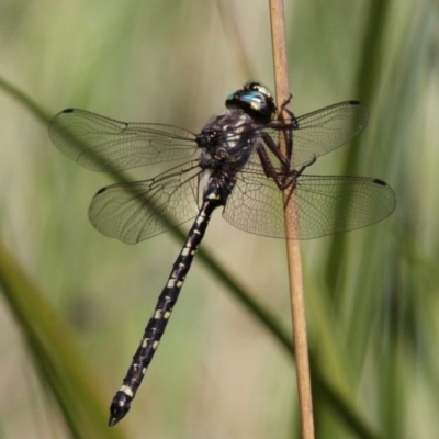 Austroaeschna atrata (Mountain Darner) at Cotter River, ACT - 23 Feb 2017 by HarveyPerkins