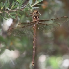 Telephlebia brevicauda (Southern Evening Darner) at Cotter River, ACT - 24 Feb 2017 by HarveyPerkins