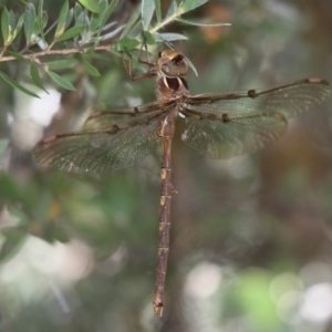 Telephlebia brevicauda at Cotter River, ACT - 24 Feb 2017