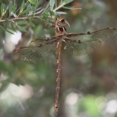 Telephlebia brevicauda (Southern Evening Darner) at Cotter River, ACT - 24 Feb 2017 by HarveyPerkins