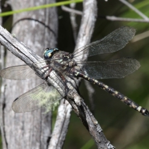 Austroaeschna atrata at Cotter River, ACT - 24 Feb 2017 11:29 AM