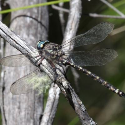 Austroaeschna atrata (Mountain Darner) at Cotter River, ACT - 24 Feb 2017 by HarveyPerkins