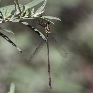 Synlestes weyersii at Cotter River, ACT - 24 Feb 2017 12:07 PM