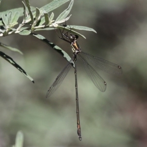 Synlestes weyersii at Cotter River, ACT - 24 Feb 2017