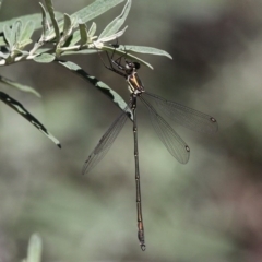 Synlestes weyersii (Bronze Needle) at Cotter River, ACT - 24 Feb 2017 by HarveyPerkins