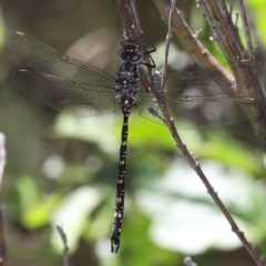 Austroaeschna multipunctata (Multi-spotted Darner) at Cotter River, ACT - 24 Feb 2017 by HarveyPerkins