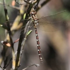 Austroaeschna pulchra (Forest Darner) at Cotter River, ACT - 24 Feb 2017 by HarveyPerkins