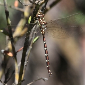 Austroaeschna pulchra at Cotter River, ACT - 24 Feb 2017 03:10 PM