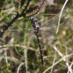 Synthemis eustalacta (Swamp Tigertail) at Cotter River, ACT - 24 Feb 2017 by HarveyPerkins