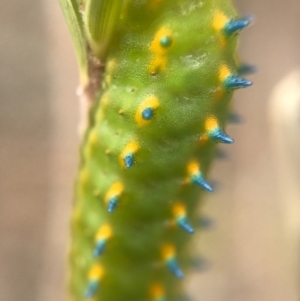 Limacodidae (family) at Majura, ACT - 19 Mar 2017