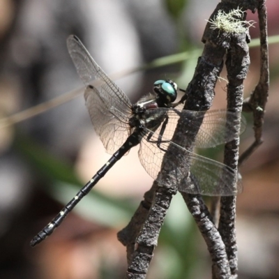 Eusynthemis guttata (Southern Tigertail) at Cotter River, ACT - 24 Feb 2017 by HarveyPerkins