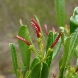 Dodonaea viscosa subsp. spatulata at Canberra Central, ACT - 19 Mar 2017