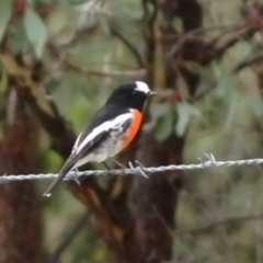 Petroica boodang (Scarlet Robin) at Greenway, ACT - 18 Mar 2017 by SteveC