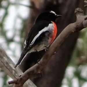 Petroica boodang at Greenway, ACT - 18 Mar 2017 12:00 AM